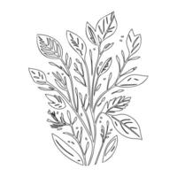 parallel leaf floral outline illustration sketch vector