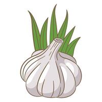 Whole White Garlic Spice Food Vegetable with Green Leaves vector