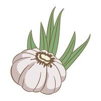 Whole White Garlic Spice Food Vegetable with Green Leaves vector