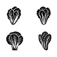 Set of Fresh Napa Cabbage Silhouettes - High Quality Illustrations for Menus, Recipes, and Food Branding - Perfect for Web and Print Use vector