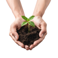 Hands cupping a delicate green seedling with soil, isolated on a transparent background png