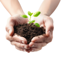 Hands cupping a delicate green seedling with soil, isolated on a transparent background png