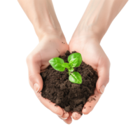 Hands cupping a delicate green seedling with soil, isolated on a transparent background png
