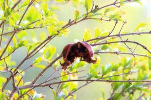 Old and overripe pomegranates hang on tree branches. photo