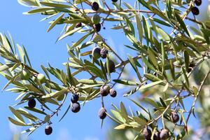 Olives ripened on trees in a city park. photo