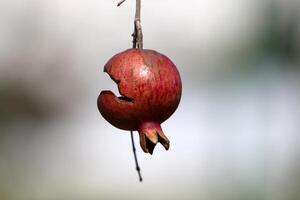 Old and overripe pomegranates hang on tree branches. photo