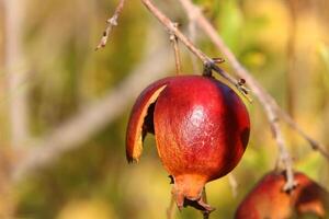 Old and overripe pomegranates hang on tree branches. photo