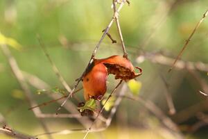 Old and overripe pomegranates hang on tree branches. photo