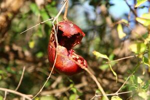Old and overripe pomegranates hang on tree branches. photo