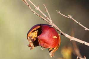 Old and overripe pomegranates hang on tree branches. photo