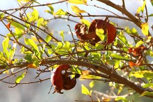 Old and overripe pomegranates hang on tree branches. photo