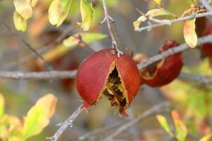 Old and overripe pomegranates hang on tree branches. photo