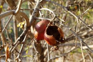 Old and overripe pomegranates hang on tree branches. photo