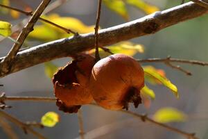 Old and overripe pomegranates hang on tree branches. photo