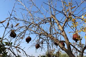 Old and overripe pomegranates hang on tree branches. photo
