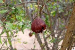 Old and overripe pomegranates hang on tree branches. photo