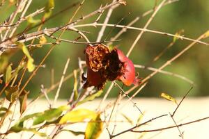 Old and overripe pomegranates hang on tree branches. photo