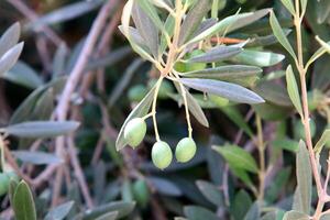Olives ripened on trees in a city park. photo