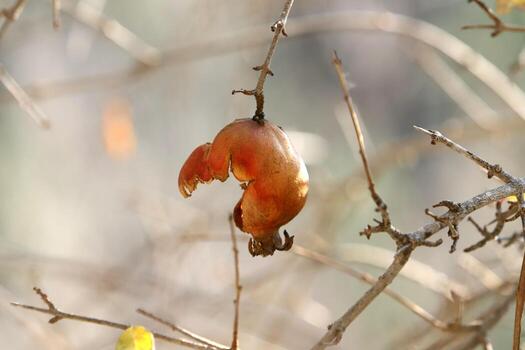 Old and overripe pomegranates hang on tree branches. photo