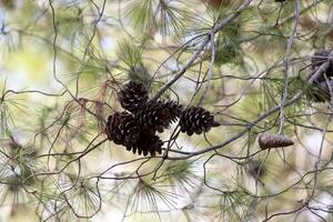 Cedar cones on a tall tree in a city park. photo