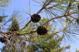 Cedar cones on a tall tree in a city park. photo