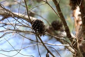 Cedar cones on a tall tree in a city park. photo