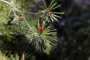 Cedar cones on a tall tree in a city park. photo