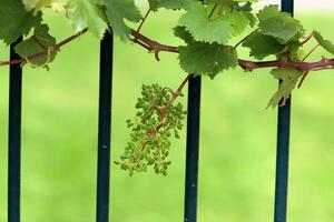 Young unripe grapes on branches in a city park. photo