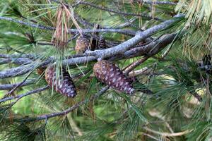 Cedar cones on a tall tree in a city park. photo