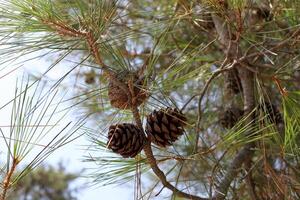 Cedar cones on a tall tree in a city park. photo