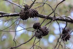 Cedar cones on a tall tree in a city park. photo