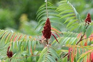 Cedar cones on a tall tree in a city park. photo
