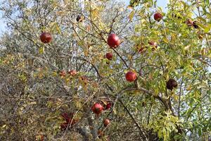 Old and overripe pomegranates hang on tree branches. photo
