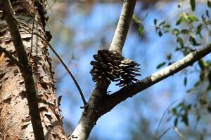 Cedar cones on a tall tree in a city park. photo