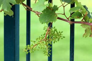 Young unripe grapes on branches in a city park. photo