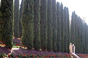 Tall cypress trees in a city park in Israel. photo