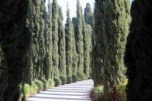 Tall cypress trees in a city park in Israel. photo