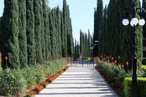 Tall cypress trees in a city park in Israel. photo