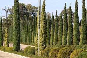 Tall cypress trees in a city park in Israel. photo