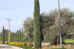 Tall cypress trees in a city park in Israel. photo