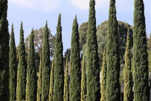 Tall cypress trees in a city park in Israel. photo