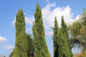 Tall cypress trees in a city park in Israel. photo