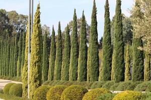 Tall cypress trees in a city park in Israel. photo