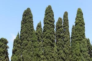 Tall cypress trees in a city park in Israel. photo