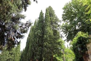 Tall cypress trees in a city park in Israel. photo