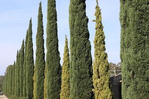 Tall cypress trees in a city park in Israel. photo