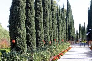 Tall cypress trees in a city park in Israel. photo
