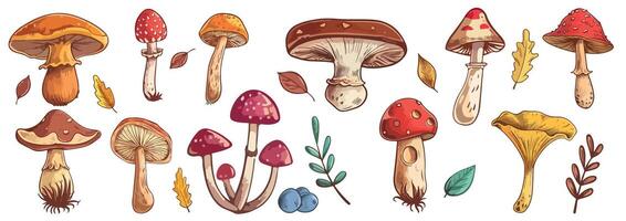 Different types of edible and poisonous forest mushrooms with leaves and grass on a white background. Elements for designing designs with nature, book covers, forestry. vector