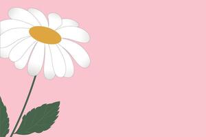 Beautiful white chamomile flower on a delicate pink background. Minimalist flower arrangement with copy space. Spring summer concept. vector