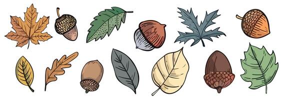 Autumn leaves and acorns. A bright set of autumn elements for your designs. vector